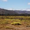 Springtime near Vagmarken Buttress, Joshua Tree NP