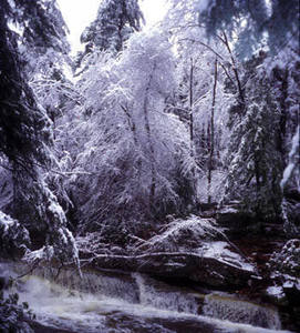 I happened to be up there the day after the pine fell.  This is the ice storm that brought down the huge tree.