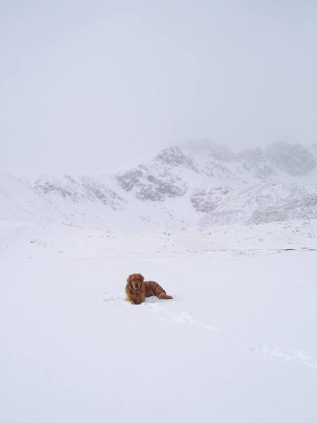 cody enjoying the snow on mt. democrat