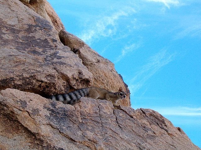 A Ringtail Cat (Bassariscus astutus) at the IRS Wall, Joshua Tree NP