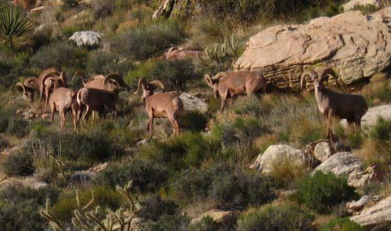 Bighorn Sheep on the approach trail.