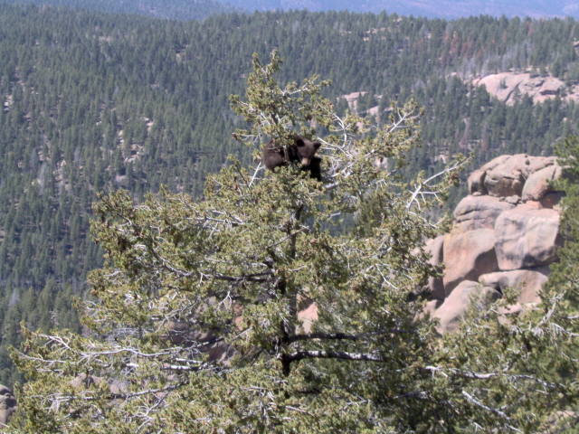 Mother's Day cubs at the Arena.  Fortunately we didn't run into Mom.<br>
Might want to keep an out for these guys when at climbing at Devil's Head.