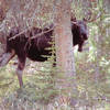 Saw lots of moose in the Green River Lakes area, Wyoming.