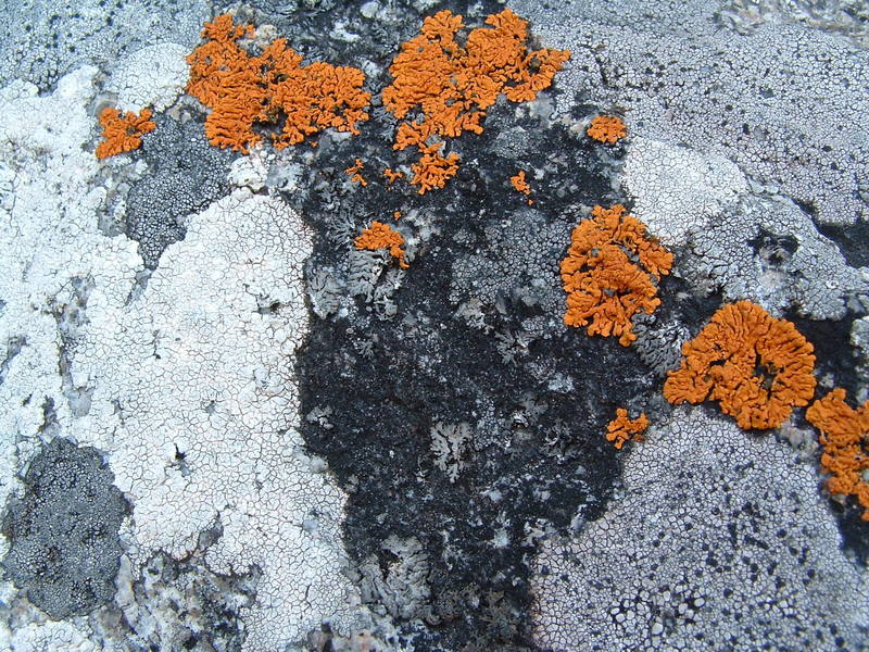 Nice lichen at a belay.