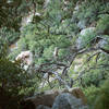 I saw this owl near the base of Mt. Wilson.  Very cool!