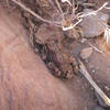 Red Spotted Frog