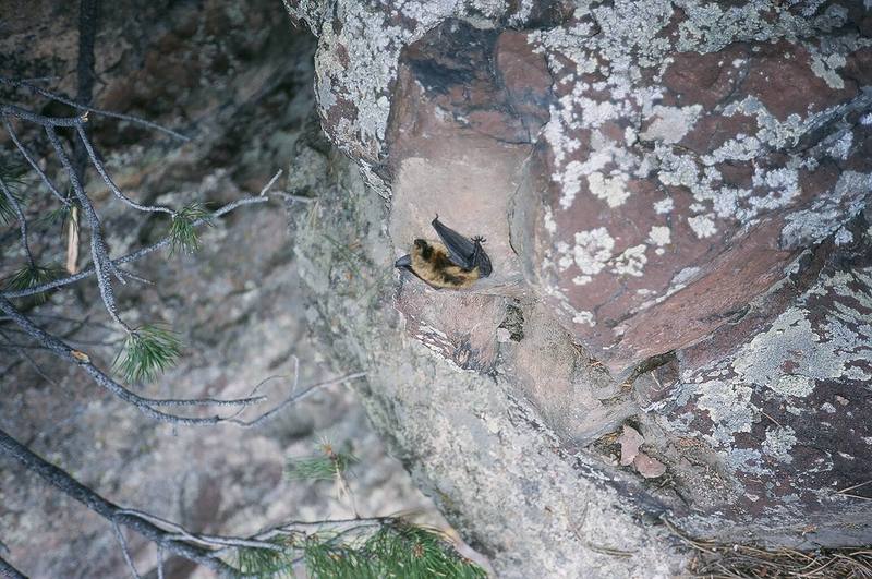 A small bat sets up for a wicked 'figure-4' while climbing up "Pharaoh's Tomb" on the Sphinx, in the Flatirons.