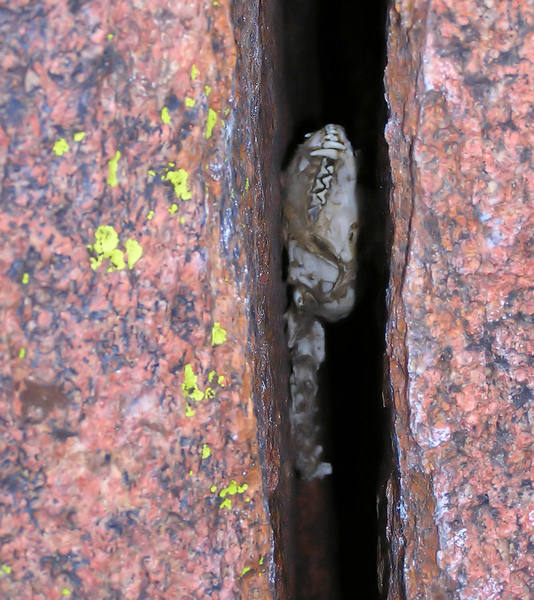 A grey fox skull wedged in a crack 100' up on a FA I was working on - don't see that every day...