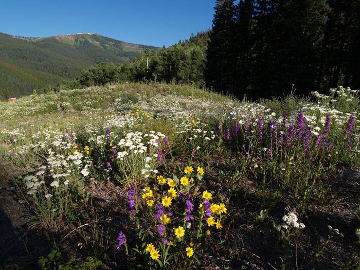 Near Vail Pass.