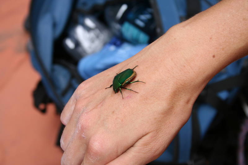 The coolest beetle ever inside the Black Corridor!!