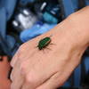 The coolest beetle ever inside the Black Corridor!!