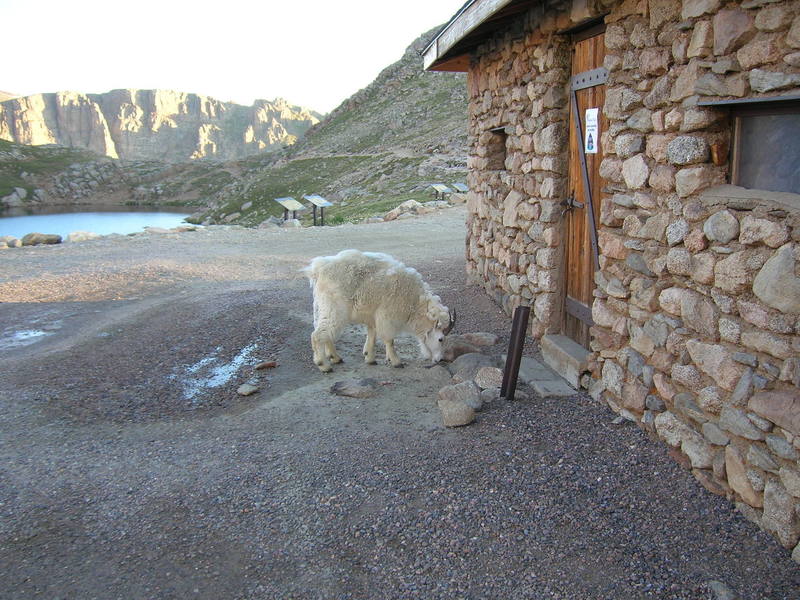 Came across this guy at Summit Lake.  