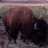 North American Bison.<br>
Photo by Blitzo.