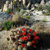 Claret Cup.<br>
Photo by Blitzo.