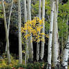 Aspens.<br>
Photo by Blitzo.