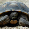 Desert Tortoise.<br>
Photo by Blitzo.