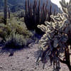 Sonoran Desert.<br>
Photo by Blitzo.