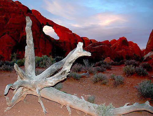 Dead tree and Skyline Arch-Arches.<br>
Photo by Blitzo.