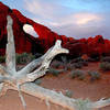 Dead tree and Skyline Arch-Arches.<br>
Photo by Blitzo.