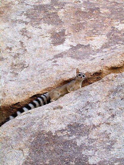 Ringtail Cat (Bassariscus astutus) at the IRS Wall, Joshua Tree NP