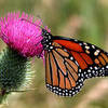 Monarch butterfly on thistle.<br>
Photo by Blitzo.