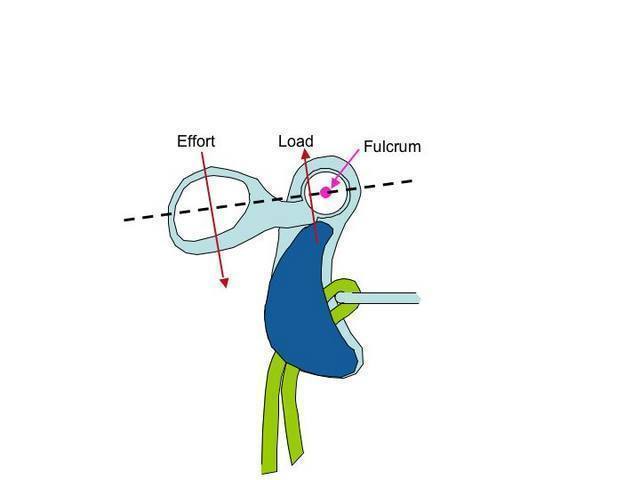 The Toucan autoblock release lever employs the principles of a 2nd class lever to magnify the applied effort against the load, resulting in rotation of the main body around the fulcrum and release of the braking rope.