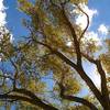 Black Walnut skyline in Lower Moenkopi, Jacks Canyon Area