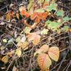 Watch out for even the pretty leaves in the back-canyons of the Flatirons in the fall.  At least the Poison Ivy is pretty in September! Photo in Skunk Canyon by T. Bubb, 10/06.