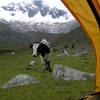 "No, really! I would've climbed Taulliraju if it weren't for that damn cow!" Cordillera Blanca, Peru.