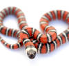 Mountain King Snake (Lampropeltis zonata)