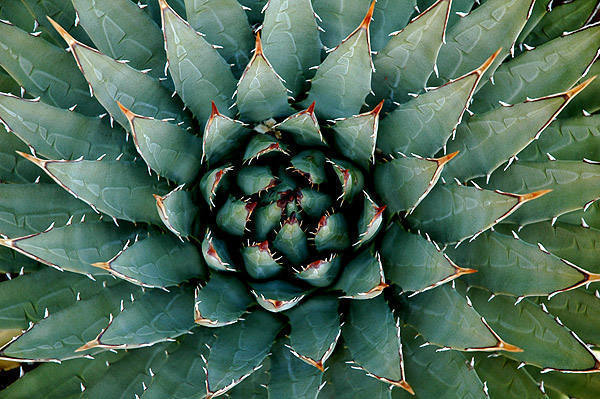 Agave.<br>
Photo by Blitzo.