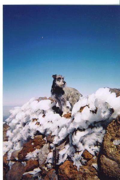 Barley on top of Mt Humphreys, Flagstaff, AZ.  Just shy of 13,000