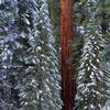 Forest-Sequoia N.P.<br>
Photo by Blitzo.