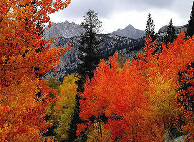Fall color-Sierra Eastside.<br>
Photo by Blitzo.