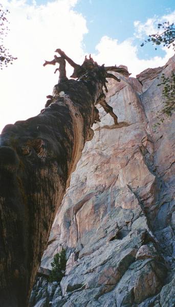 Dead tree, Elephant's Perch