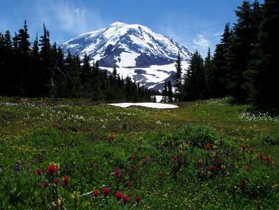 View of Mt. Rainier from Spray Park meadows. Willis Wall to the left, Mowich Face to the right, Ptarmigan Ridge in the middle.