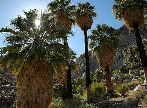 49 Palms Oasis.<br>
Photo by Blitzo.