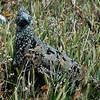 Beautifully camouflaged, Ptarmigan.<br>
Photo by Blitzo.