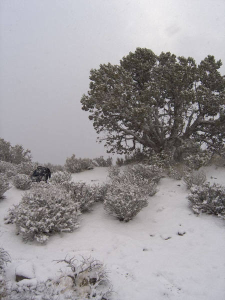 Further up the canyon @ 6200ft.