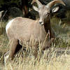 Young Bighorn-Big Thompson Canyon.<br>
<br>
Photo by Blitzo.