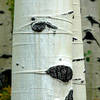 Aspens near Aspen.<br>
Photo by Blitzo.