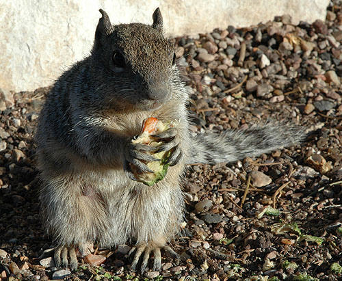 Ground Squirrel.<br>
Photo by Blitzo.