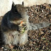 Ground Squirrel.<br>
Photo by Blitzo.