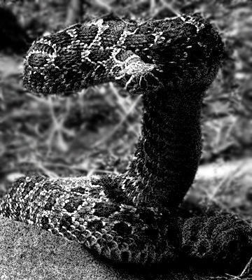 Rattlesnake-Monastery.<br>
<br>
Photo by Blitzo.