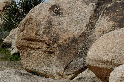 Rock and yucca.<br>
Photo by Blitzo.