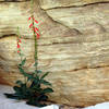 Utah Penstemon-Black Velvet Canyon..<br>
Photo by Blitzo.