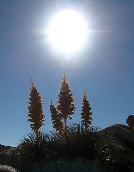 Nolinas, gone to seed-Brian's Crag area.