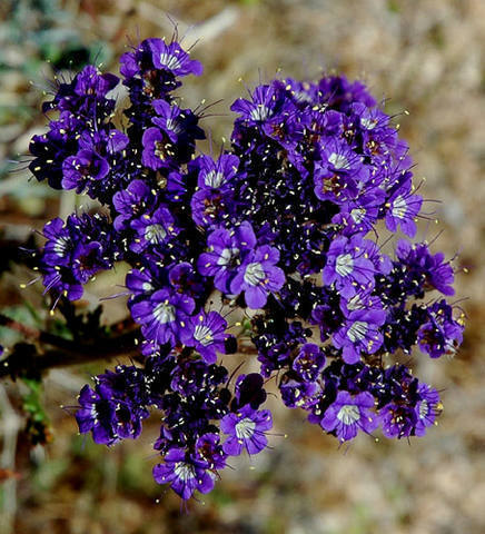  Death Valley Phacelia.<br>
Photo by Blitzo.