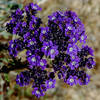  Death Valley Phacelia.<br>
Photo by Blitzo.