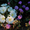 Dune Primrose and Sand Verbena.<br>
Photo by Blitzo.